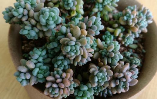 多肉十大美人系列 胖成球的最好看-八凡集