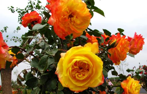 油烟机的废油也是养花好肥料 好用的养花窍门盘点-八凡集