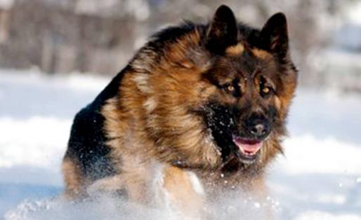 分享 更多 猛犬中的4种“假货”,只是看着威武,实际上