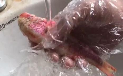 无良商贩用人工合成色素胭脂红给三苏红鱼上色,用手摸手会被染红-八凡集