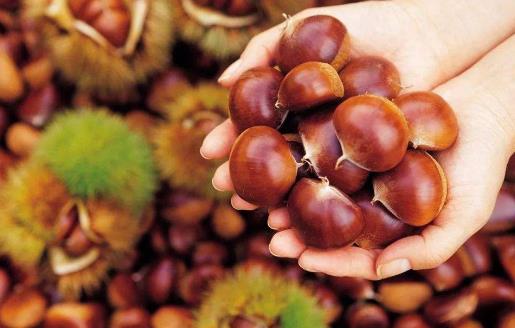 生板栗快速去皮法 冰箱保存生板栗的方法-八凡集