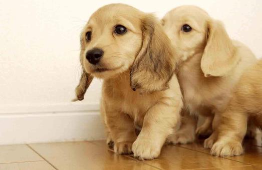 被狗狗咬了怎么处理-八凡集