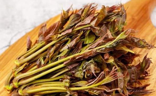 香椿芽的功效与作用