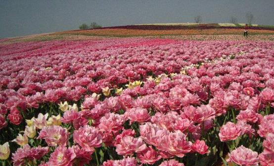 常在花间走活过九十九 五种有美容功能的鲜花-八凡集