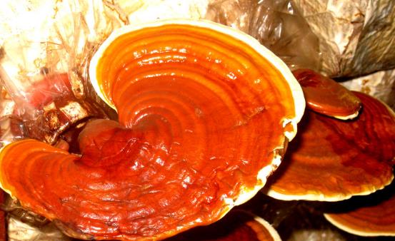 灵芝神奇的药用价值 八款灵芝食疗汤推荐-八凡集