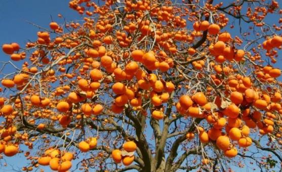 上半年可以吃到的应季水果 对人体大有裨益-八凡集