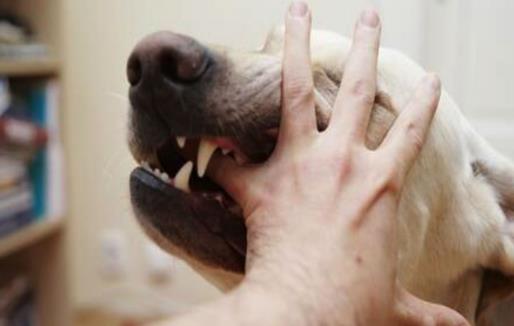 认识狂犬病,多一份认知就少点恐慌。