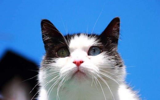 被家猫咬了需要打疫苗吗-八凡集