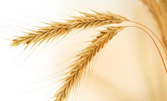 别嫌全麦粉黑黑点更健康 美味低糖全麦粉双色馒头做法-八凡集