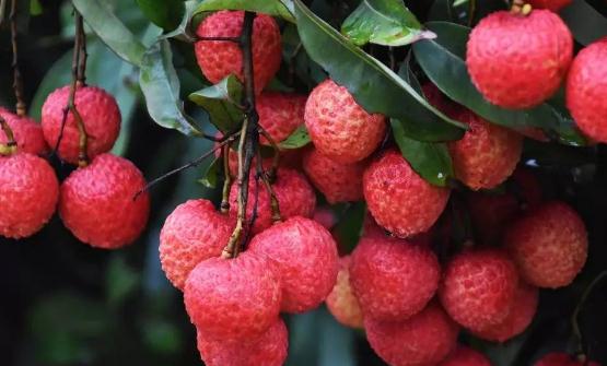 水果营养高但不是越多越好 8种水果不宜大量食用-八凡集