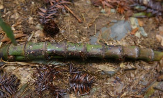 竹子根的功效与作用 能让人体自身免疫力明显提高-八凡集