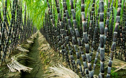 被外国人深深误解的中国水果 西瓜竟排第1名-八凡集