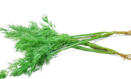 茴香菜的功效与作用 茴香菜的食用禁忌-八凡集