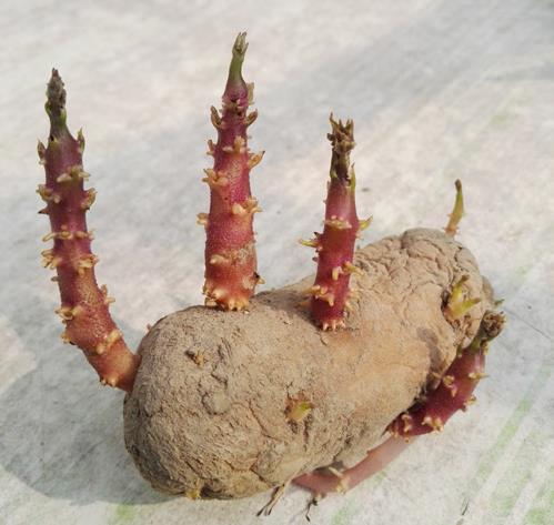 土豆发芽了还能吃吗?刚发芽的土豆可以吃吗