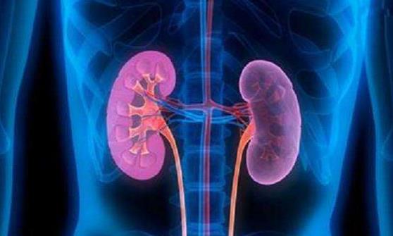 要想肾脏芳华永驻 提倡在没病时就做好预防-八凡集