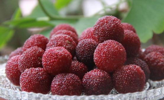 杨梅有果中玛瑙之誉 杨梅的食用禁忌-八凡集