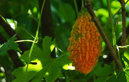 3种被外国人深深误解的中国水果!西瓜排第1名,网友:心疼