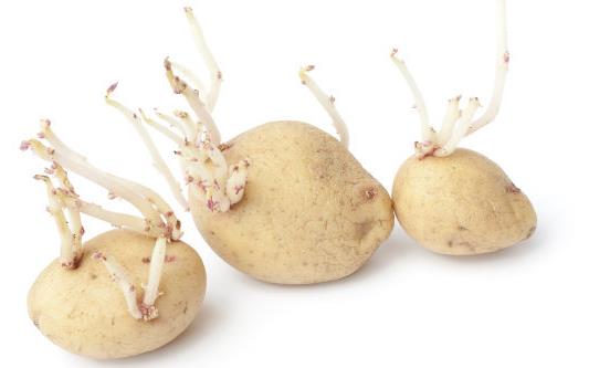 保存土豆不发绿不长牙妙招 普通家庭存放土豆的禁忌-八凡集