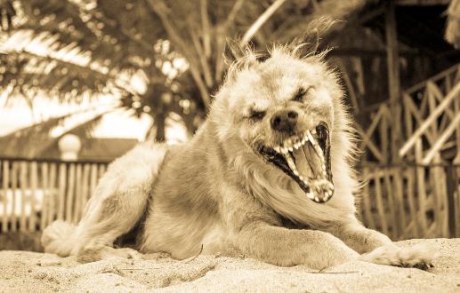 认识狂犬病,多一份认知就少点恐慌。