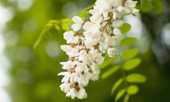 洋槐花的药用价值和副作用 洋槐花简单美味又解馋的做法-八凡集