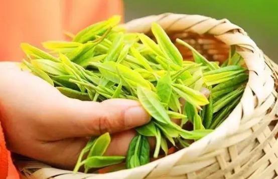 茶中佳品明前茶的独特优点 喝明前茶的注意事项-八凡集