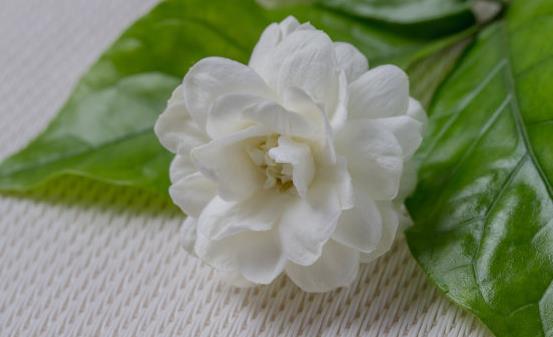 茉莉花能改善生活中的身体不适 关于茉莉花的药用功效-八凡集