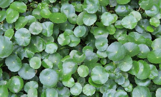 金钱草的功效与作用 金钱草泡水喝的禁忌-八凡集