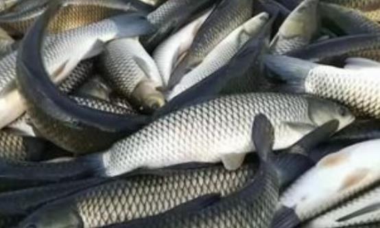 食用草鱼对肿瘤有防治作用 推荐草鱼的烹饪方法-八凡集