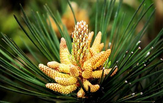 松花粉的功效与作用 保护心血管改善心脏和大脑的微循环-八凡集