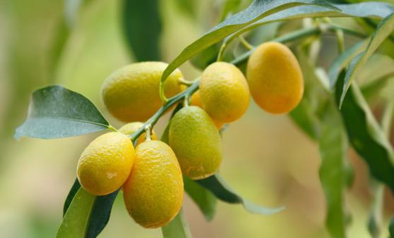 金桔的功效与作用 腌制金桔美味又可口-八凡集