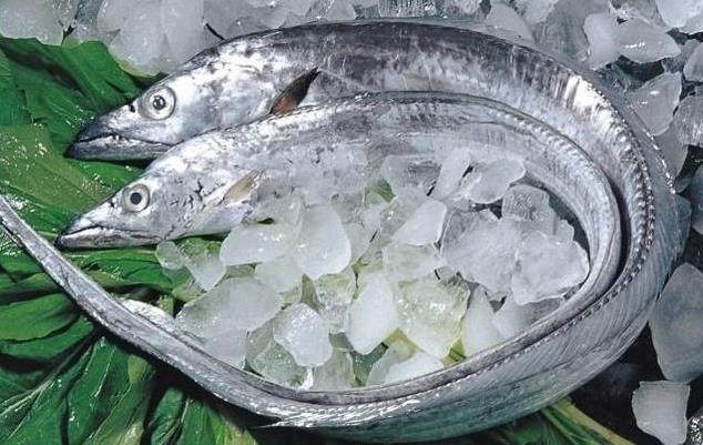 为何带鱼不能人工养殖 带鱼为什么一出水后就会死掉 带鱼是深海鱼吗-八凡集