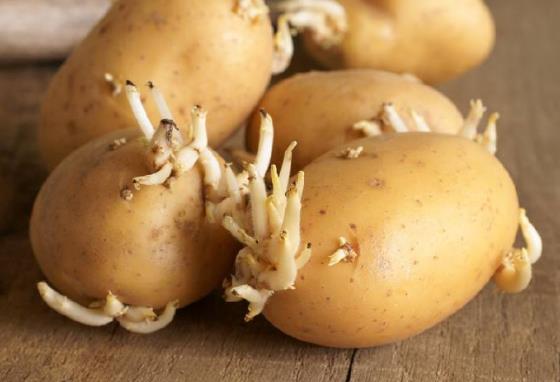 土豆发芽了还能吃吗?刚发芽的土豆可以吃吗-八凡集