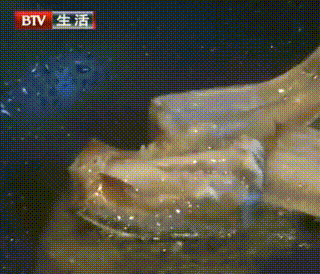 甲醛浸泡过的带鱼一碰热油就扭曲、炸裂“开花”,千万别买别吃