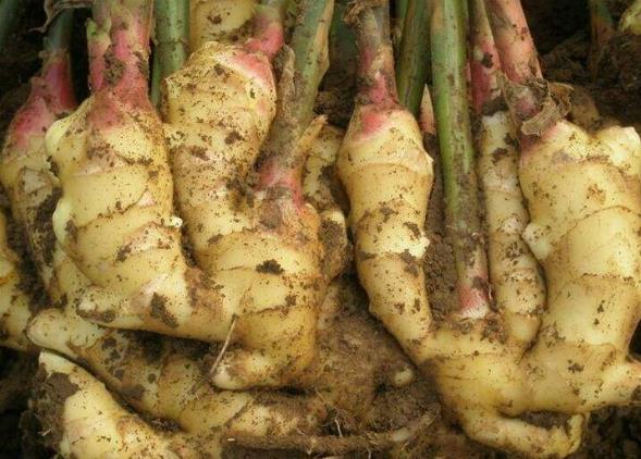 生姜放久了失去水分干巴巴的,这样保存,可以吃一年新鲜生姜-八凡集