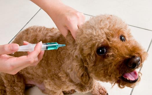 认识狂犬病,多一份认知就少点恐慌。