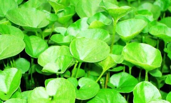 马蹄草的功效作用很多 马蹄草的常见美味吃法-八凡集