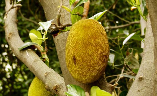 可果可蔬的菠萝蜜 菠萝蜜剥皮小技巧-八凡集