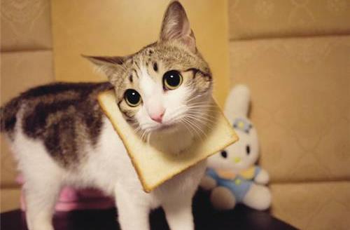 性格太好强容易患高血压？-八凡集