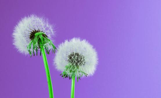 不起眼的蒲公英能够治疗很多疾病 蒲公英的16大妙用-八凡集