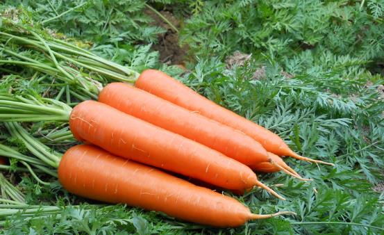 女性保养卵巢很重要 推荐女性保养卵巢的9种食物-八凡集