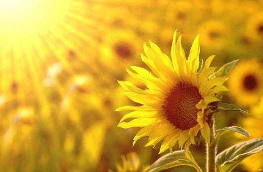 乐观心态是健康内因 生活中保持乐观心态的方法-八凡集