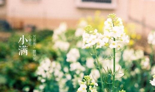 收获的前奏——二十四节气之小满-八凡集