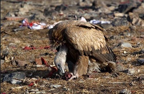 天葬:藏族人对死者最高的礼遇