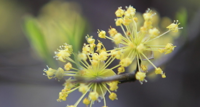 重阳节为什么要佩插茱萸呢?