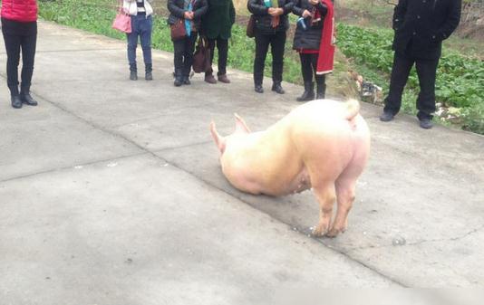 猪也会跪拜,浙江温州永嘉县奇闻-八凡集