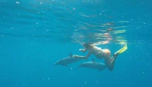 美国夫妇准备海中分娩，让海豚来接生-八凡集