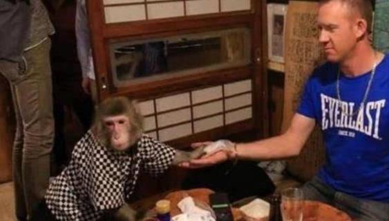 日本最火爆的餐厅之一 猴子当服务生,报酬只要香蕉