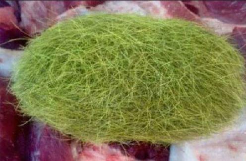 母猪肚中掏出620克价值600万“怪蛋”-八凡集