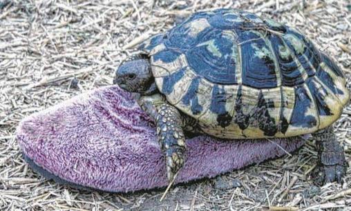 乌龟中的奇葩：雄龟和拖鞋相恋30年-八凡集