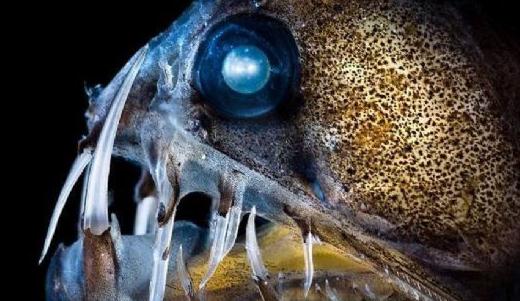 盘点5大恐怖的海洋怪物-八凡集